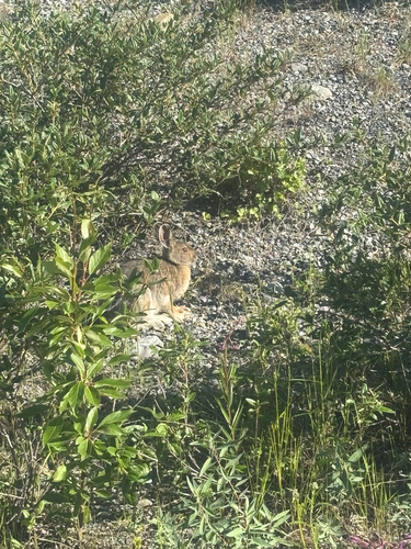 Snowshoe Hare