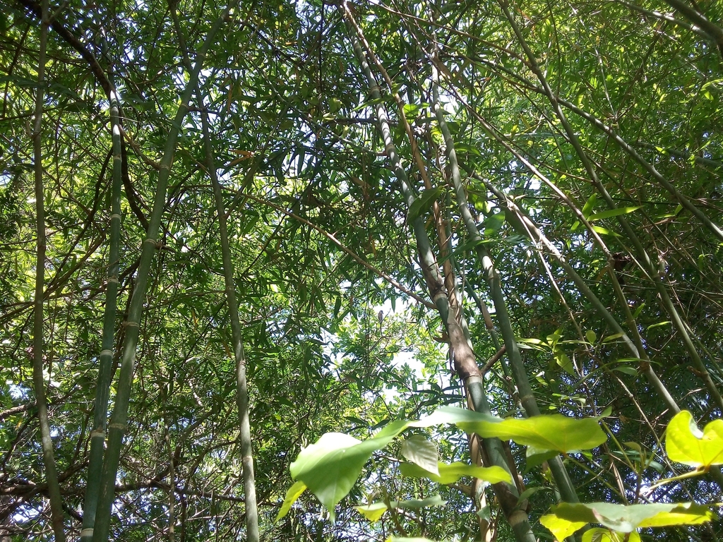 Guadua amplexifolia