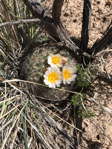 Mountain Ball Cactus