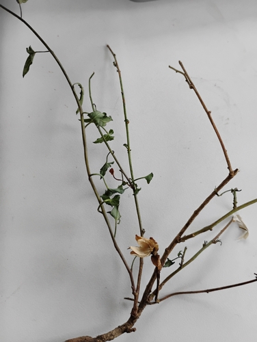 iNaturalist observation photo of Dicots