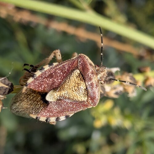 Sloe Bug