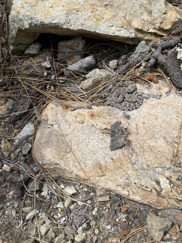 iNaturalist observation photo of Northern Pacific Rattlesnake