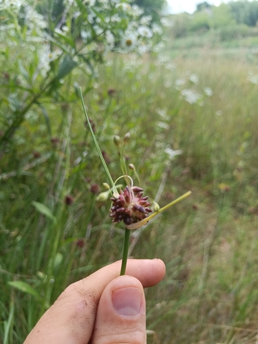 field garlic