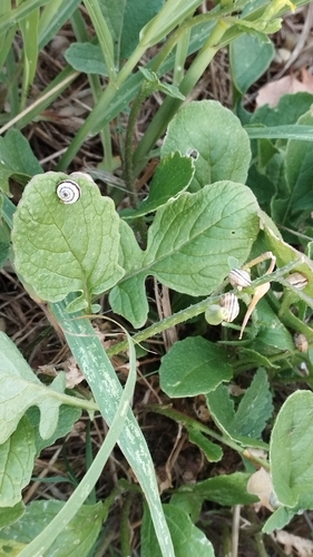 Xeropicta krynickii