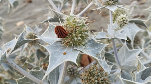 Semipunctated Shield Bug