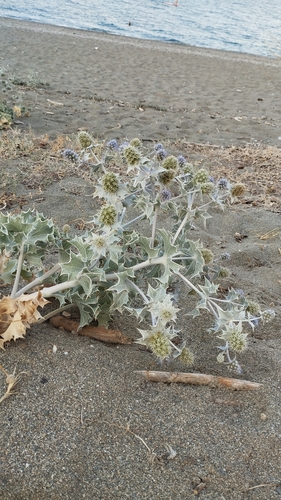 Sea Holly