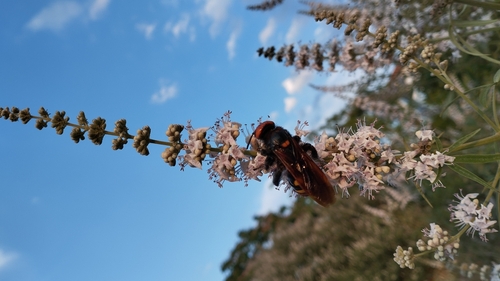 Mammoth Scoliid Wasp