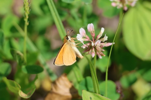 Essex Skipper