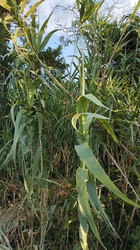 giant reed