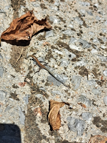 Common Wall Lizard