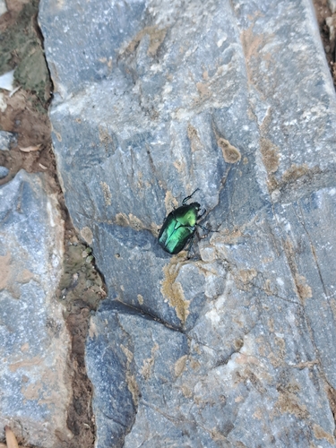 Protaetia angustata
