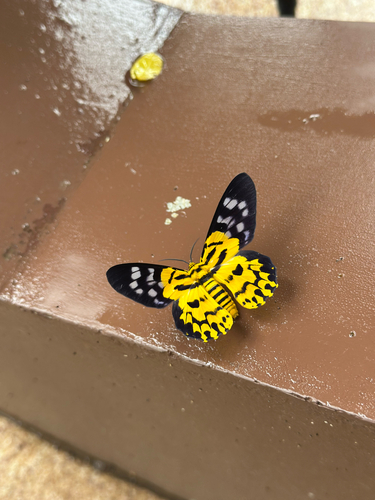 False Tiger Moth