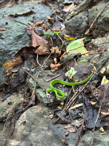 Kramer's Pit Viper