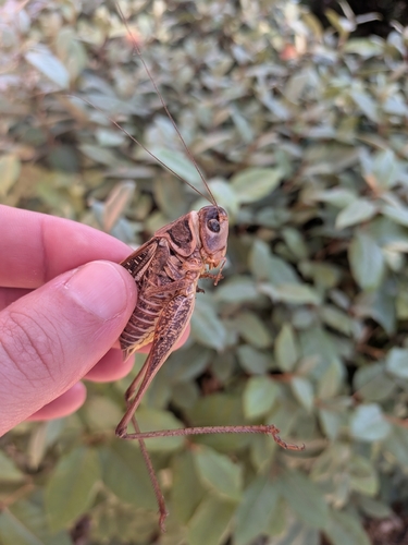 White-faced Bush-cricket
