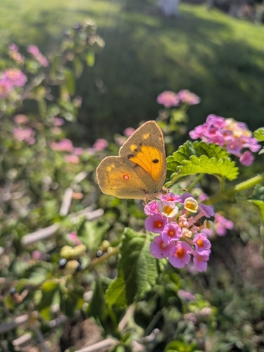 Clouded Yellow