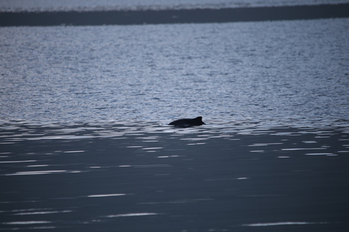 Harbour Porpoise