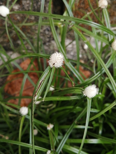 Cyperaceae image