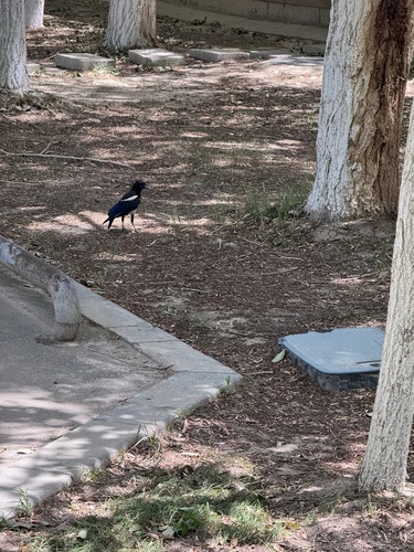 Oriental Magpie