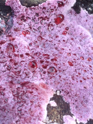 Purple Fuzz