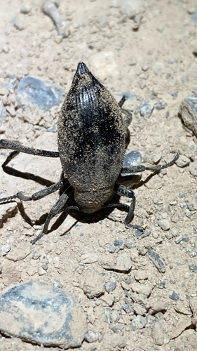 Eleodes spinipes