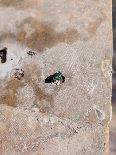 Cypress jewel beetle