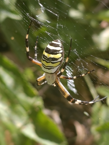 Wasp Spider