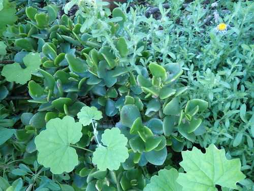 jade plant