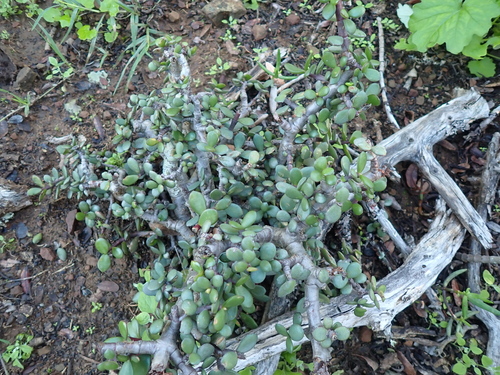 Elephant bush