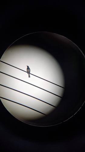Oriental Magpie-Robin