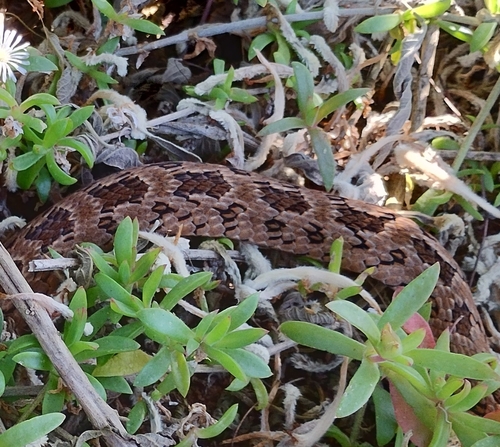 Rhombic Night Adder