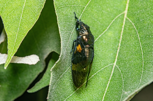 Mogannia indigotea