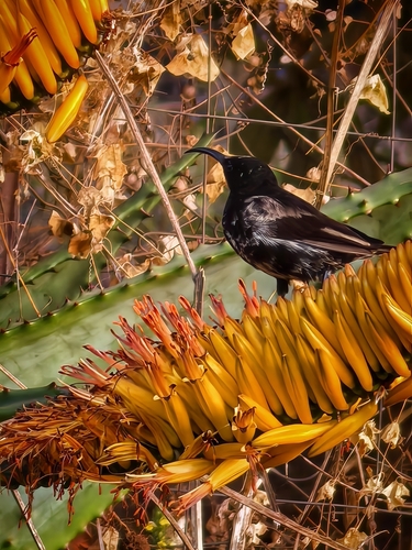 Amethyst Sunbird
