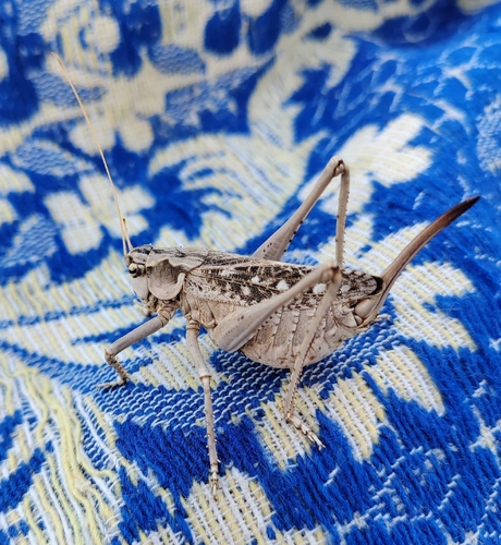 Ceraeocercus fuscipennis