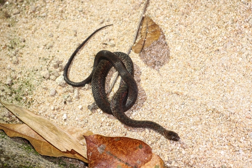 Kosempo Keelback