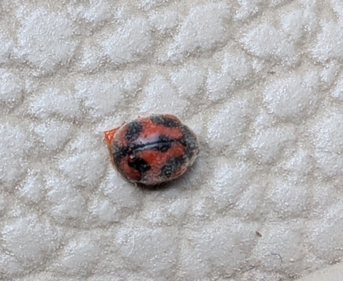 Vedalia Beetle