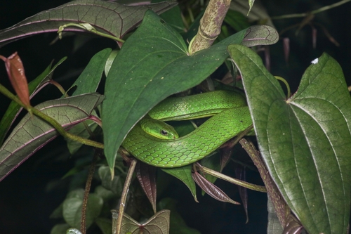 Chinese Green Snake