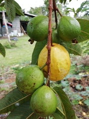 Psidium guajava image