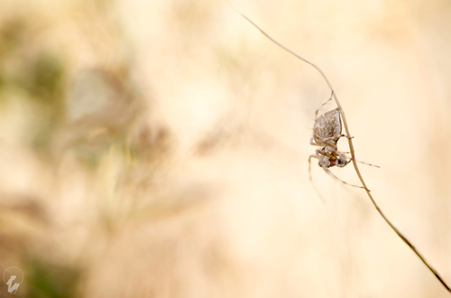 Grass Lynx Spiders