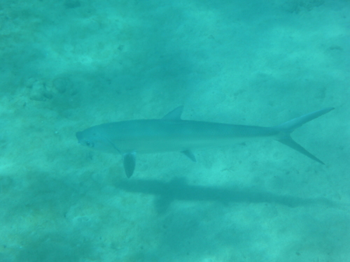 Milkfish