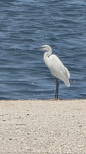 Little Egret