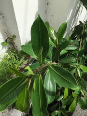 Ficus elastica image