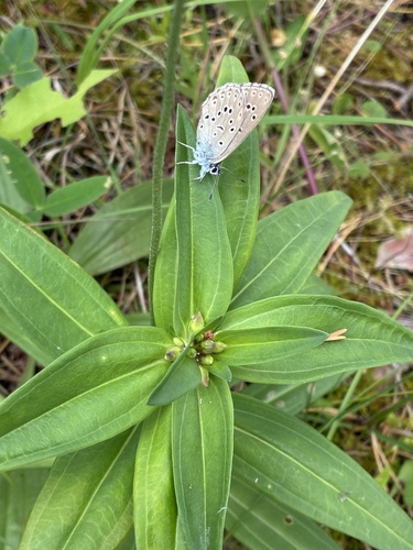 Alcon Large Blue