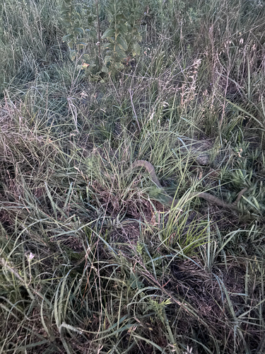 Prairie Rattlesnake