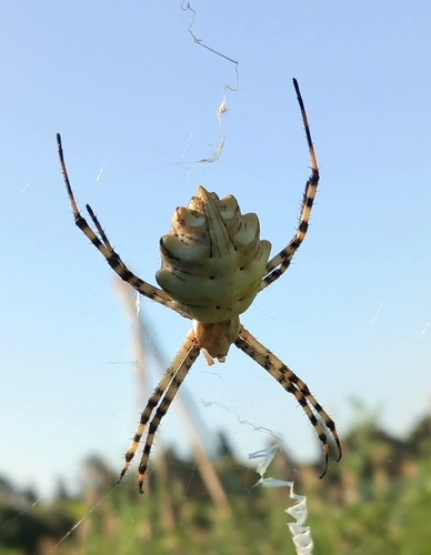 Lobed Argiope