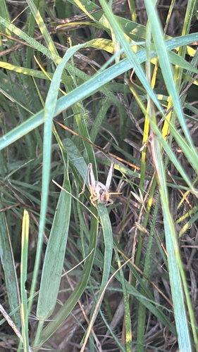 Large-headed Grasshopper