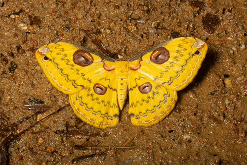 Loepa sikkima
