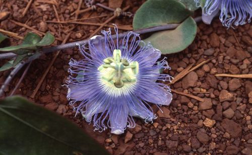 Passiflora garckei