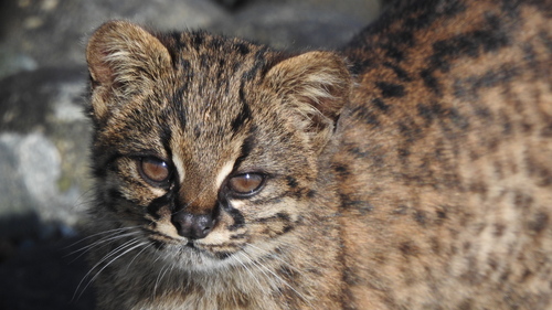 Leopardus guigna