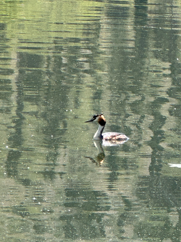 Great Crested Grebe