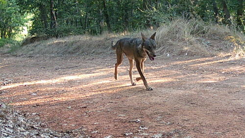 Gray Wolf